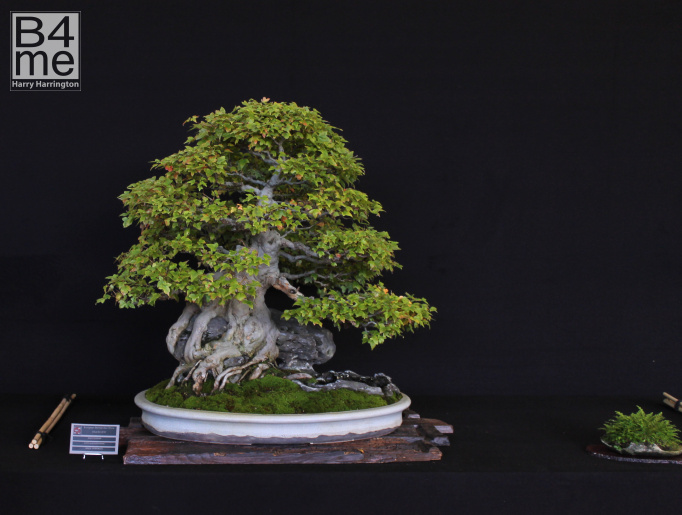 bonsai